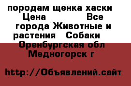 породам щенка хаски › Цена ­ 10 000 - Все города Животные и растения » Собаки   . Оренбургская обл.,Медногорск г.